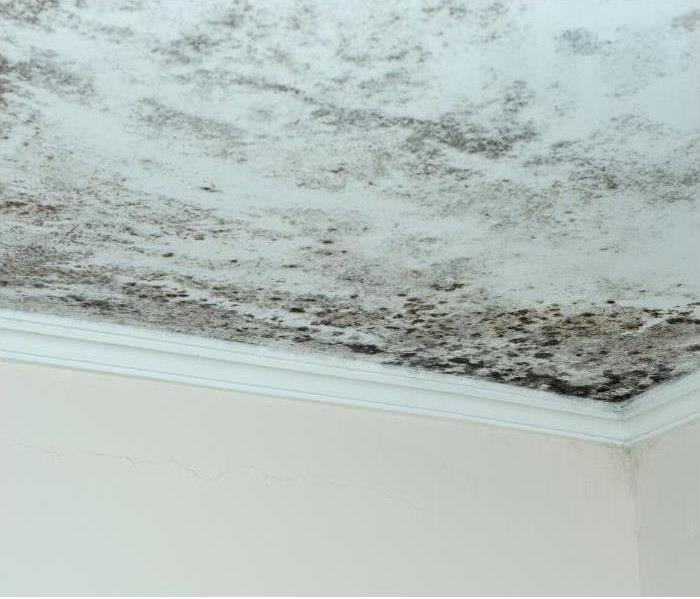 mold on a white ceiling in the corner.